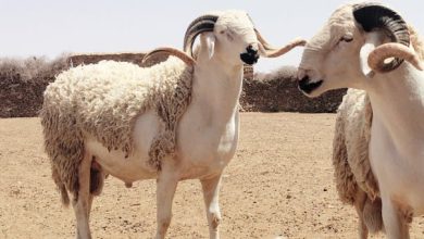 زمن الذبح وشراء الدّوارة.. وزارة الداخلية تُطوق الوضع بإجراءات حاسمة
