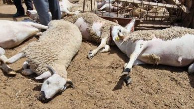 فضيحة جديدة للأكباش في الجزائر.. دفن هيكل 40 كبشًا فاسدًا بالجير