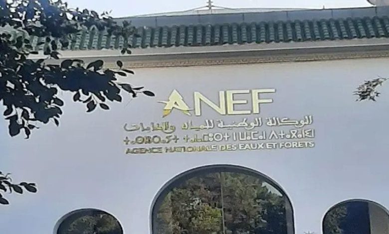 طنجة .. الوكالة الوطنية للمياه والغابات تنفي اجتثاث غير قانوني لأشجار غابة البرج