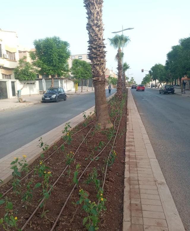 وجدة .. إطلاق أكبر عملية تشجير لتعزيز المشهد الحضري والفضاءات الخضراء
