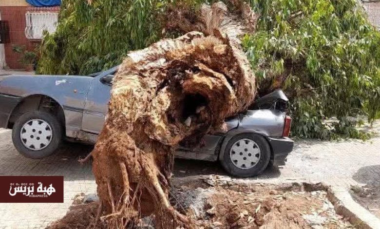 البيضاء.. سقوط شجرة على سيارة مركونة بالحي الحسني