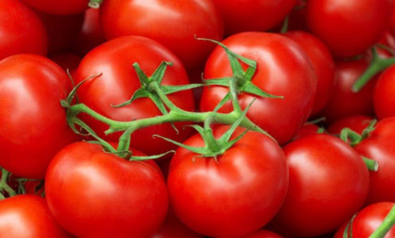 صادرات الطماطم المغربية إلى إسبانيا تسجل ارتفاعًا قياسيًا بنسبة تفوق 40%